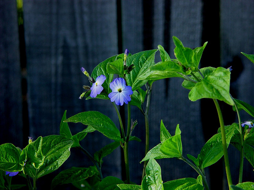 معرفی و راهنمای پرورش گیاهان زینتی - گل یاقوتی